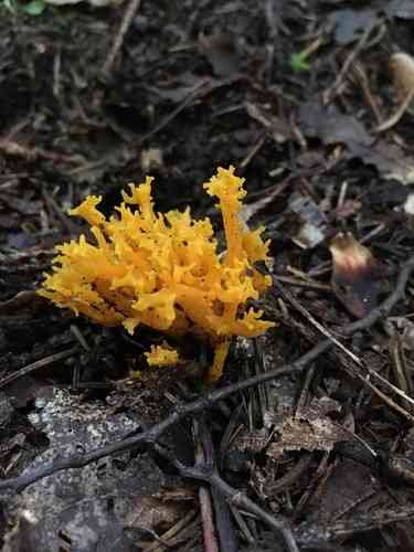 Yellow stagshorn (Calocera viscosa) thumbnail 2