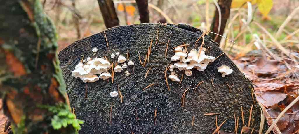 Rusty crust (Skeletocutis amorpha) thumbnail 3