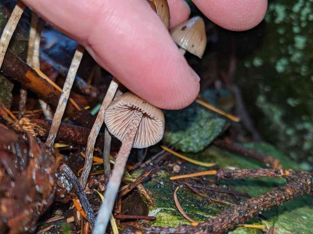 Conifer Psilocybe (Psilocybe pelliculosa) thumbnail 2