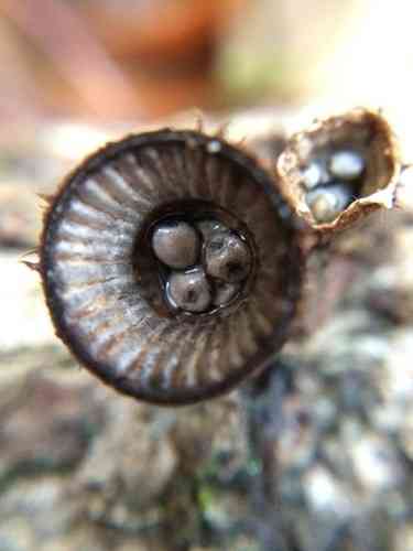 Fluted bird's nest (Cyathus striatus) thumbnail 2