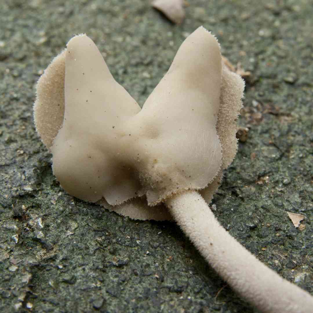 Flexible lorchel (Helvella elastica) thumbnail 3