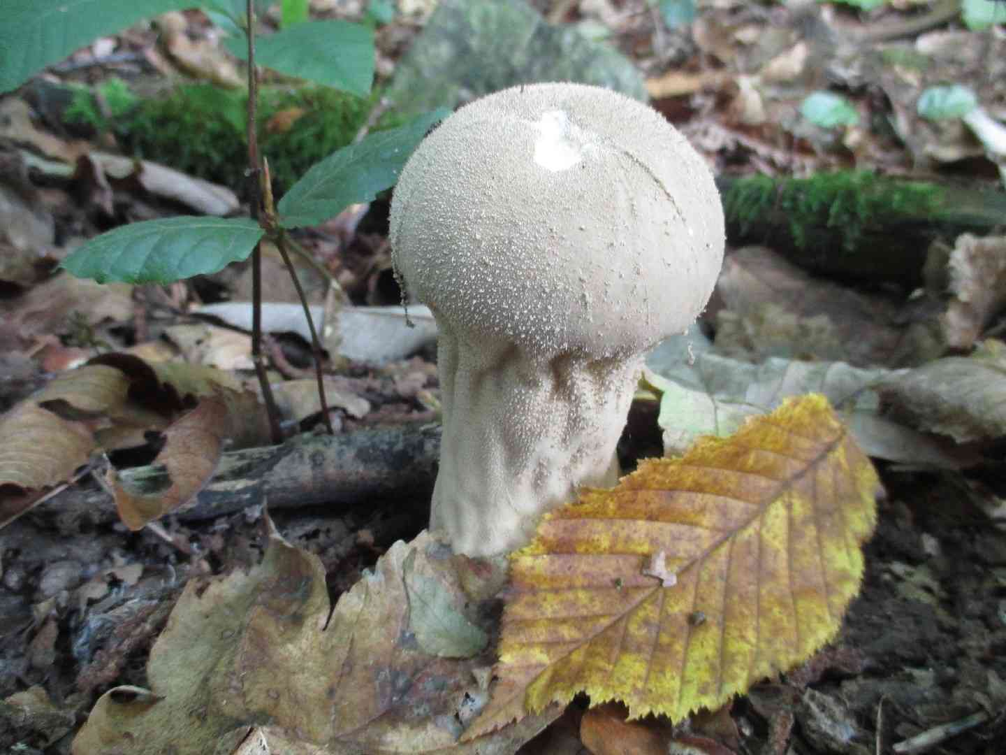 Pestle puffball (Lycoperdon excipuliforme) thumbnail 3