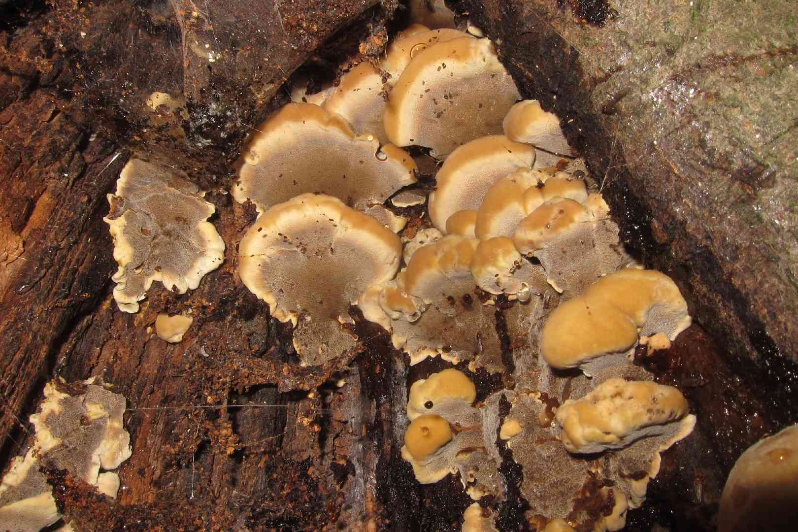 Clustered bracket