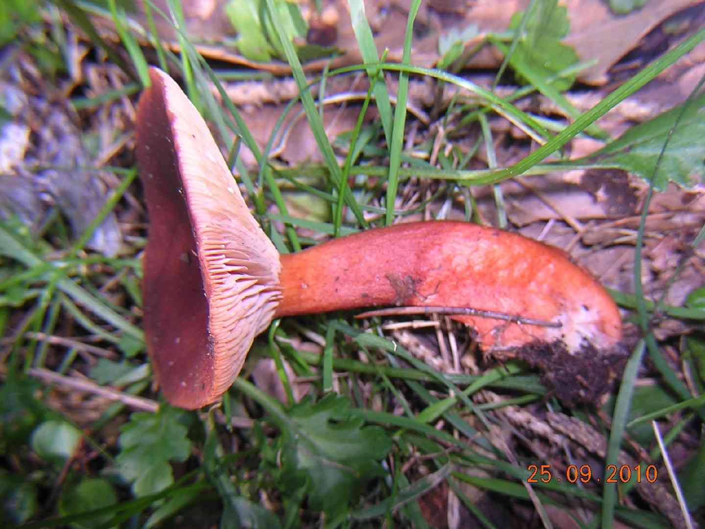 Liver milkcap (Lactarius hepaticus) thumbnail 3