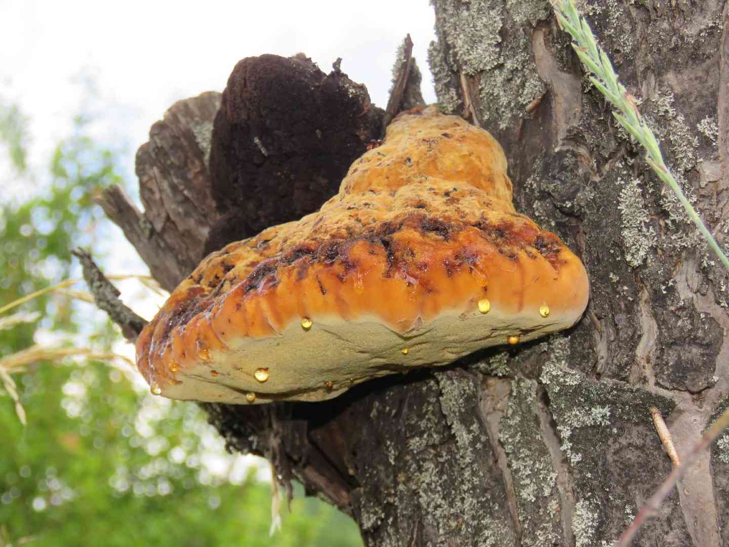 Oak bracket (Pseudoinonotus dryadeus) thumbnail 3