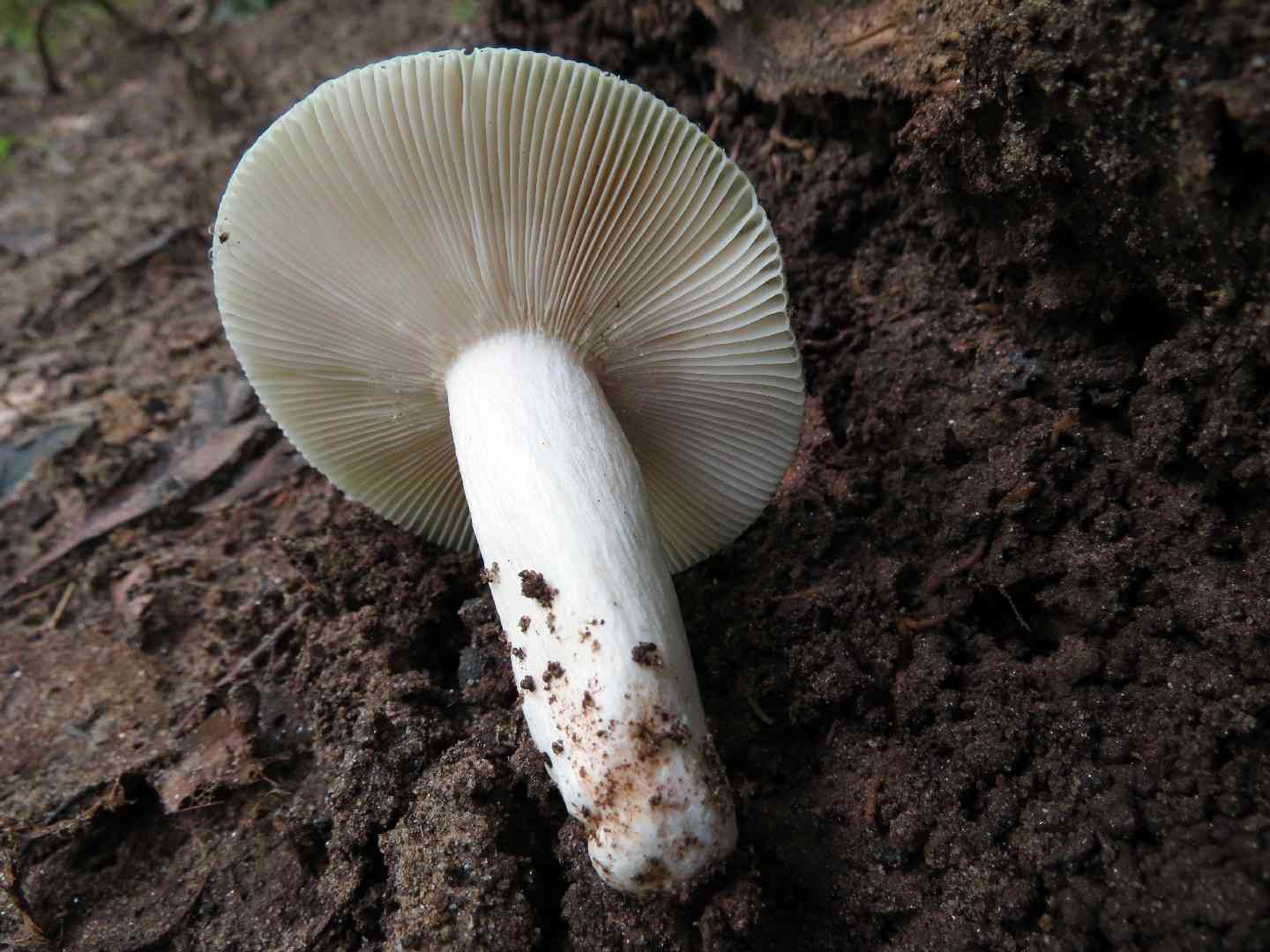 Green-cracking russula (Russula virescens) thumbnail 3