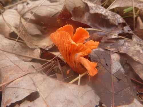 Red chanterelle (Cantharellus cinnabarinus) thumbnail 3