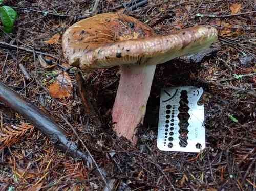 Crab brittlegill (Russula xerampelina) thumbnail 3