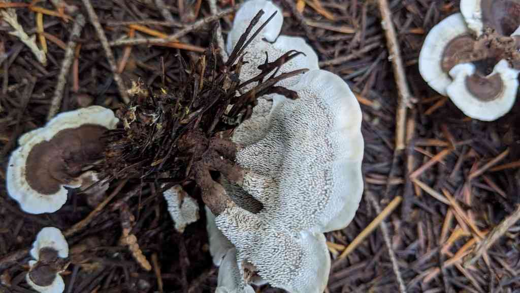 Wooly tooth (Phellodon tomentosus) thumbnail 2