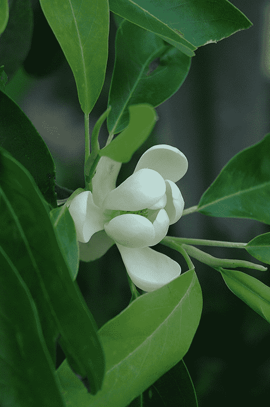 Sweetbay magnolia