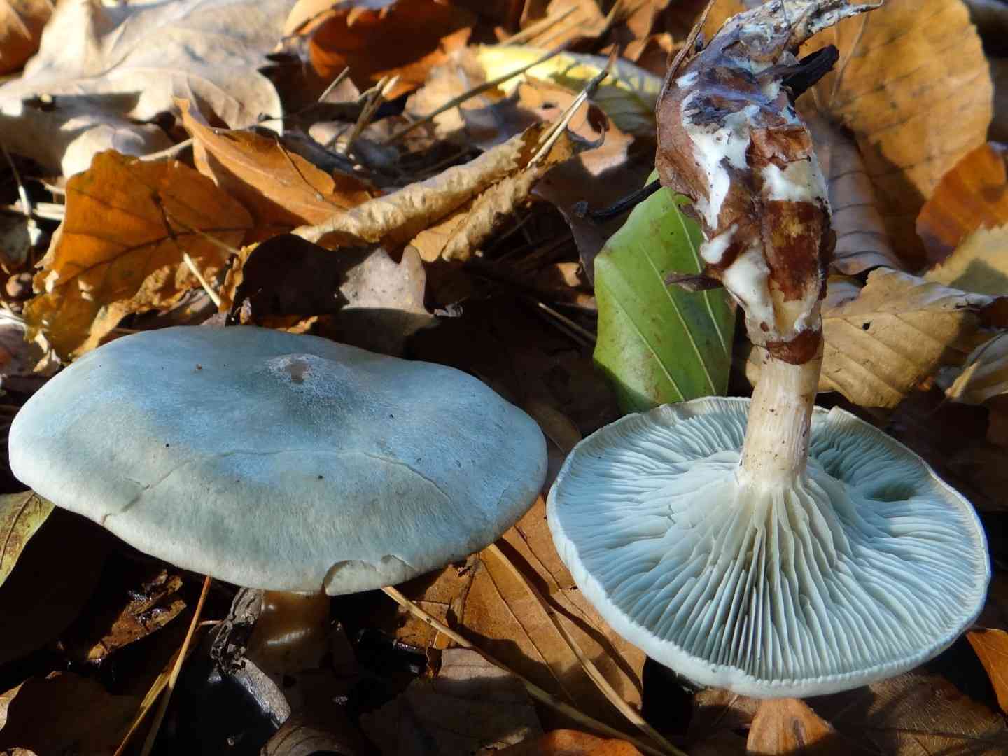 Aniseed funnel (Clitocybe odora) thumbnail 1