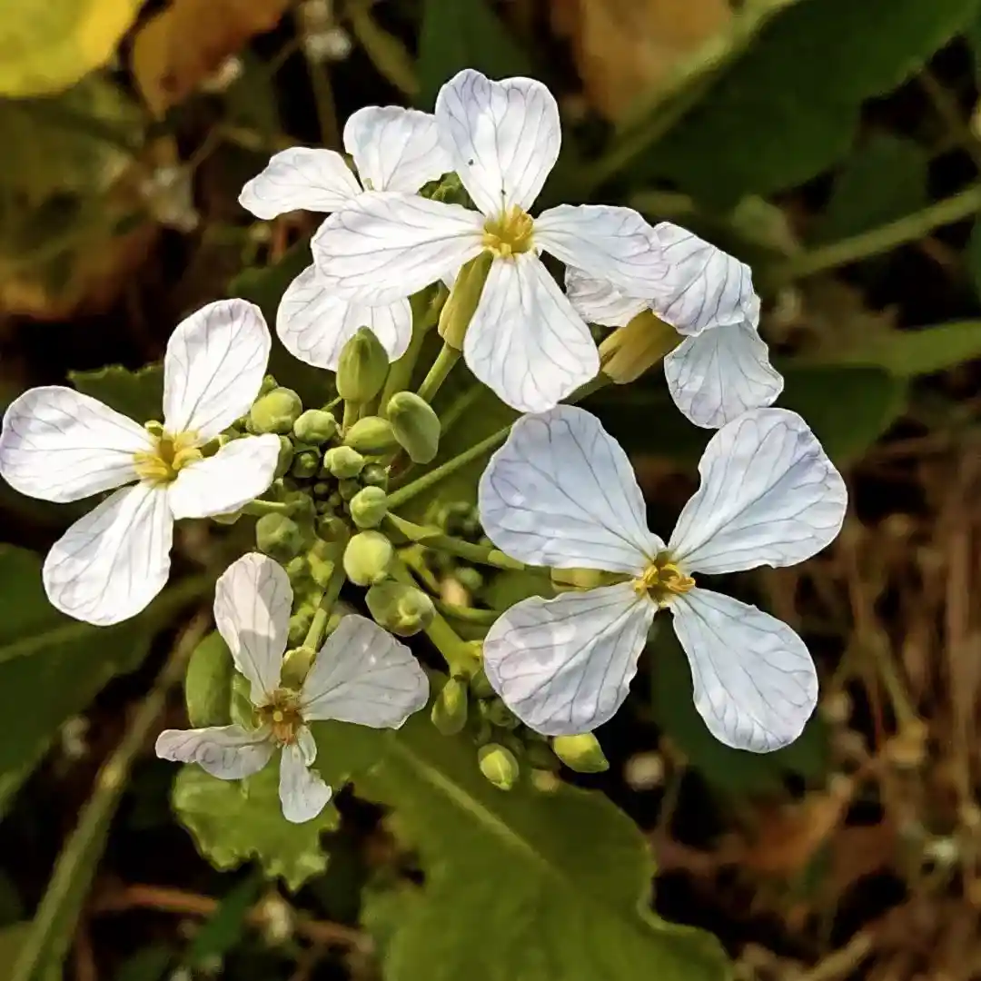 Wild radish