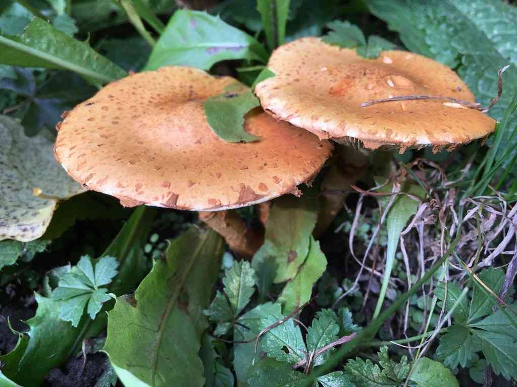 Pholiota lucifera (Pholiota lucifera) thumbnail 2