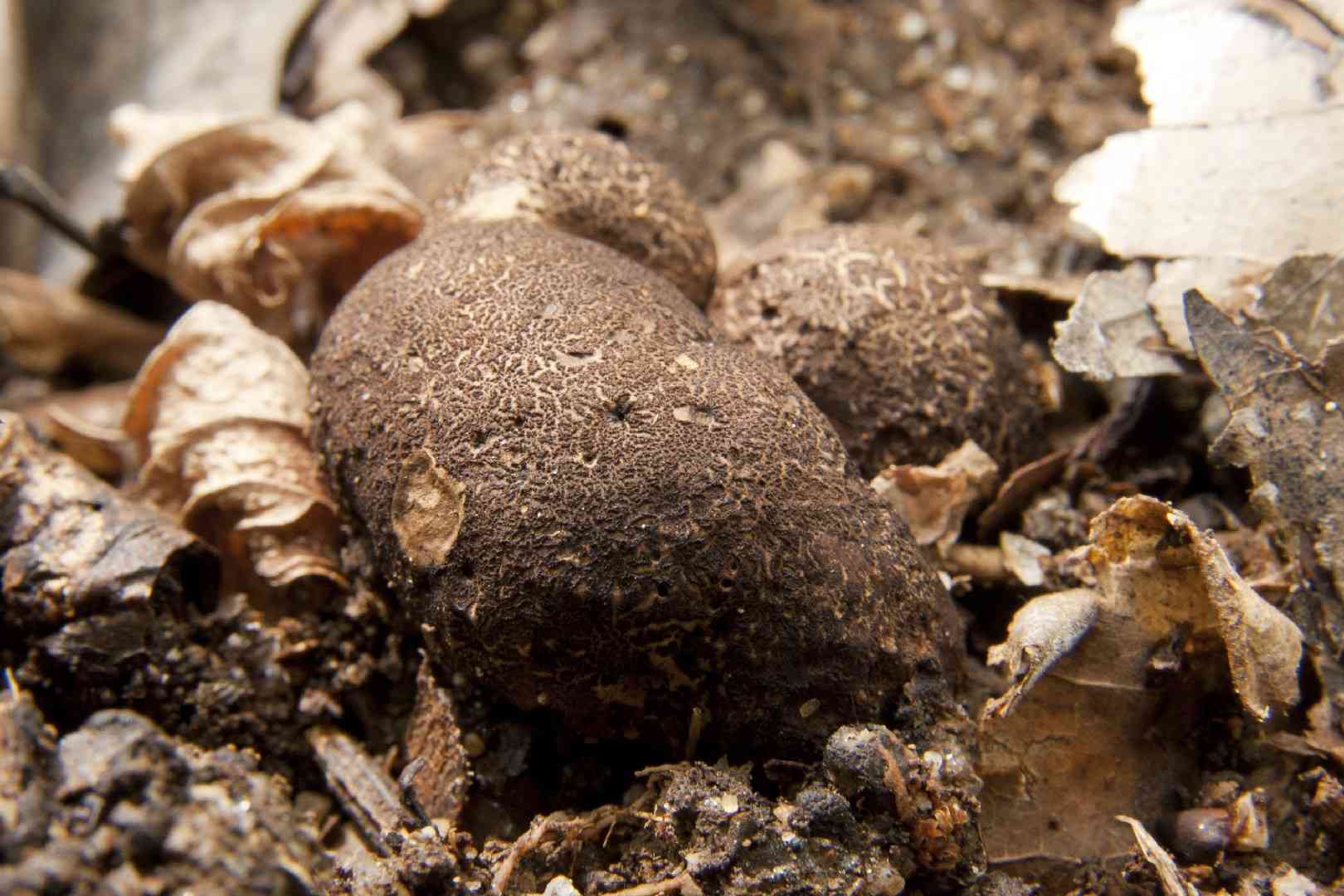 Scaly earthball (Scleroderma verrucosum) thumbnail 3