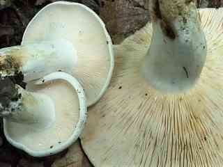 Peppery milk cap (Lactarius piperatus) thumbnail 3