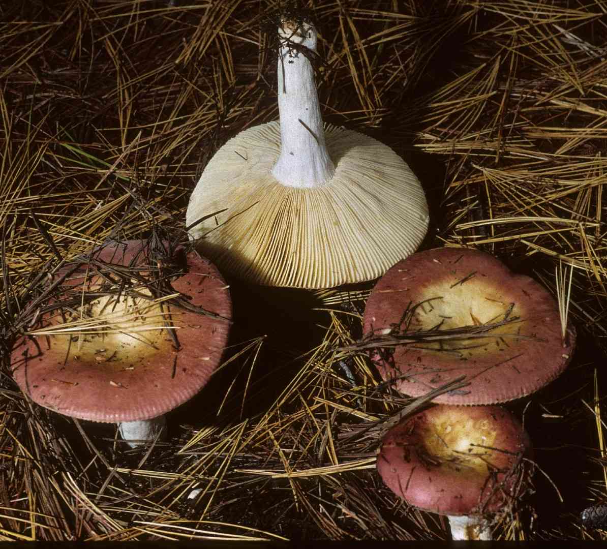 Darkening brittlegill (Russula vinosa) thumbnail 1
