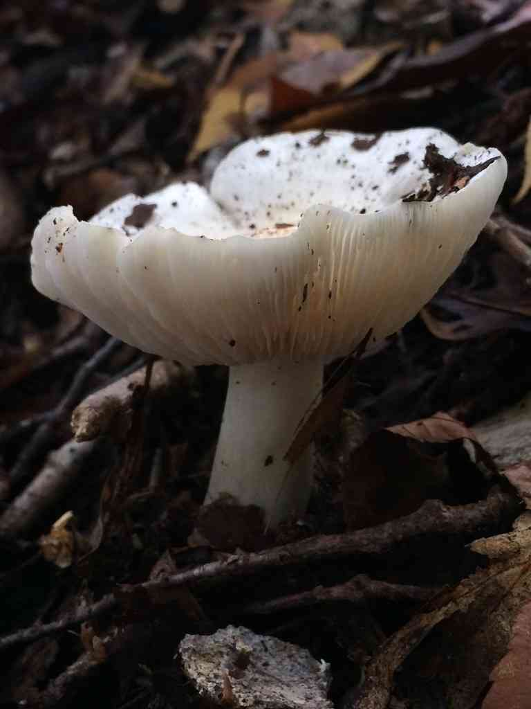 Tricholoma subresplendens (Tricholoma subresplendens) thumbnail 1