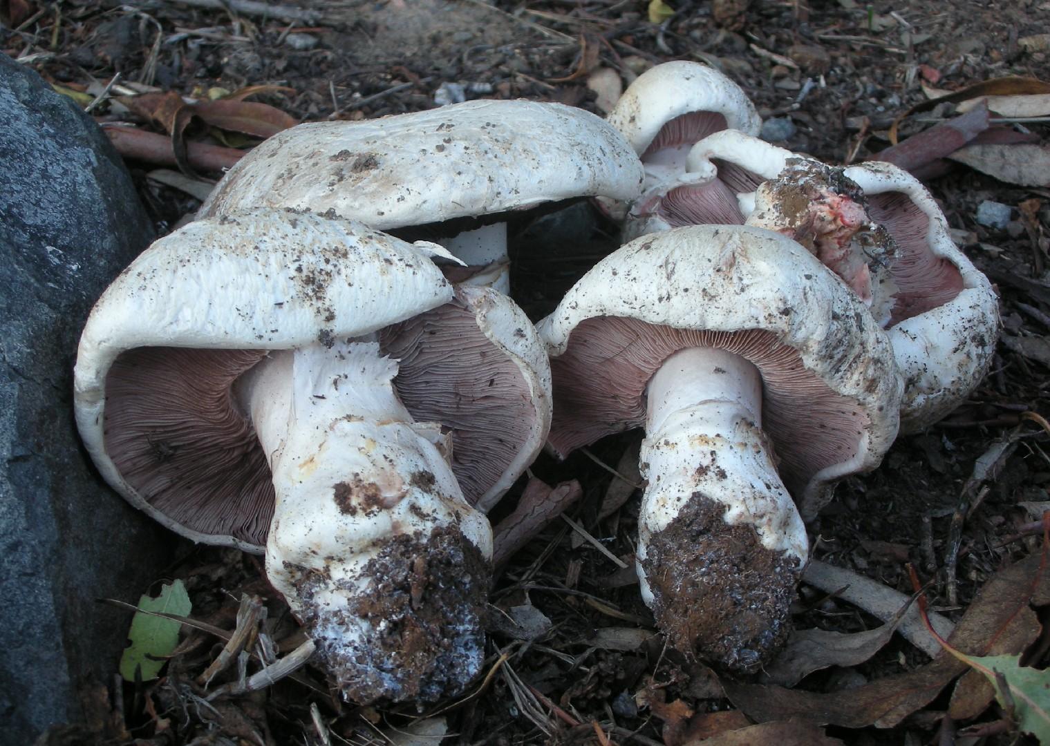 Salt-loving mushroom