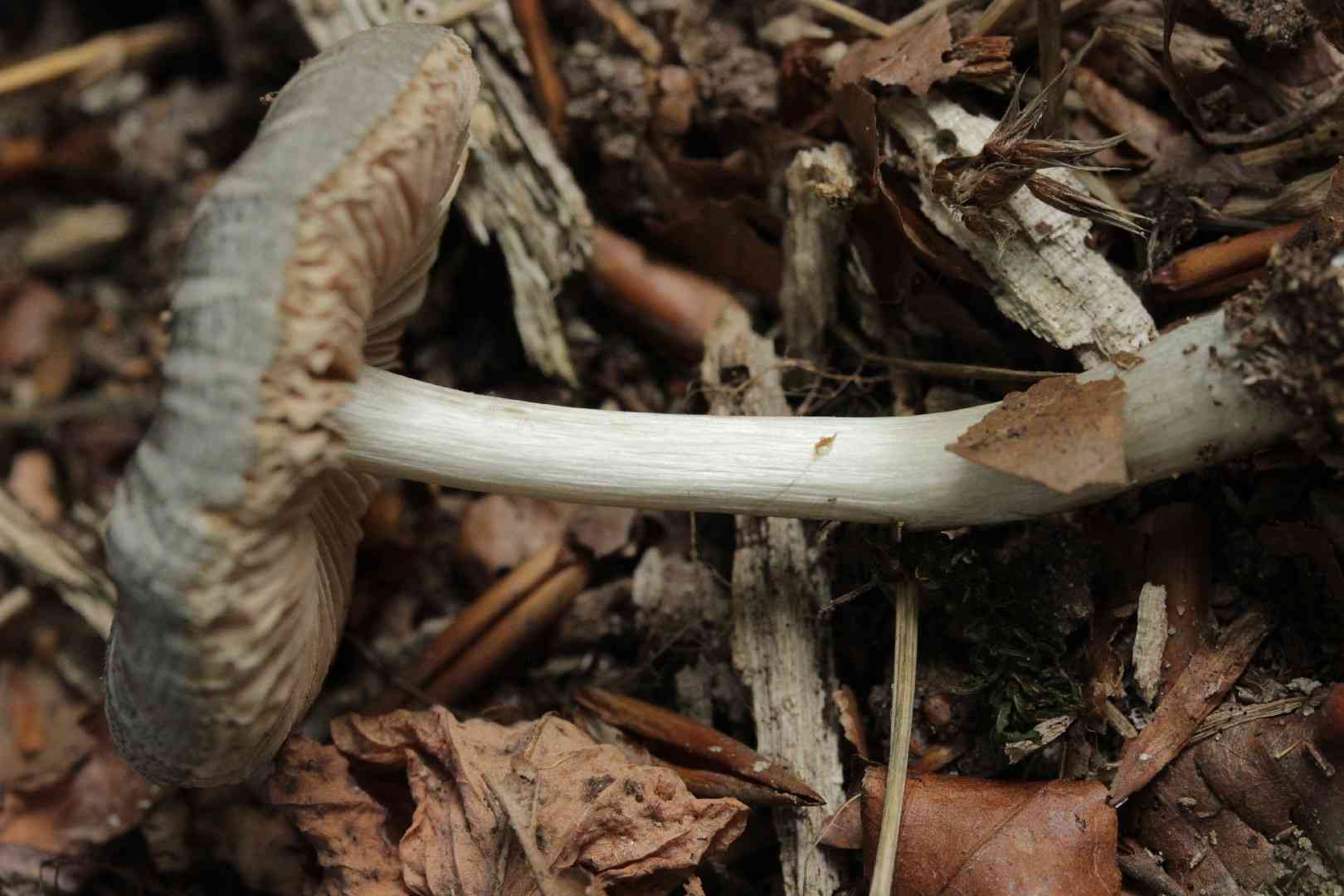 Willow shield (Pluteus salicinus) thumbnail 2