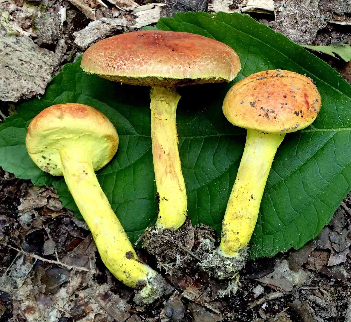 Ravenel's bolete (Pulveroboletus ravenelii) thumbnail 1