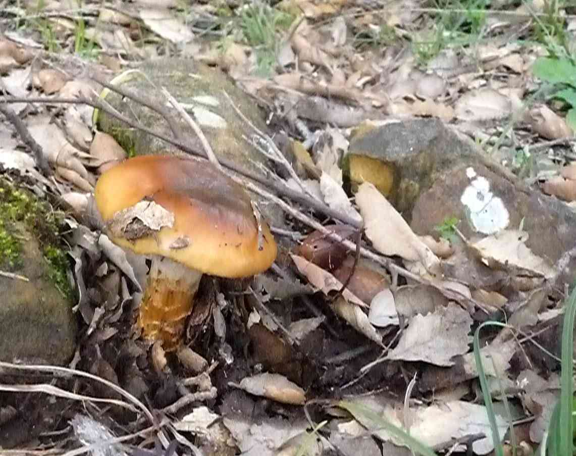 Scaly webcap (Cortinarius pholideus) thumbnail 3