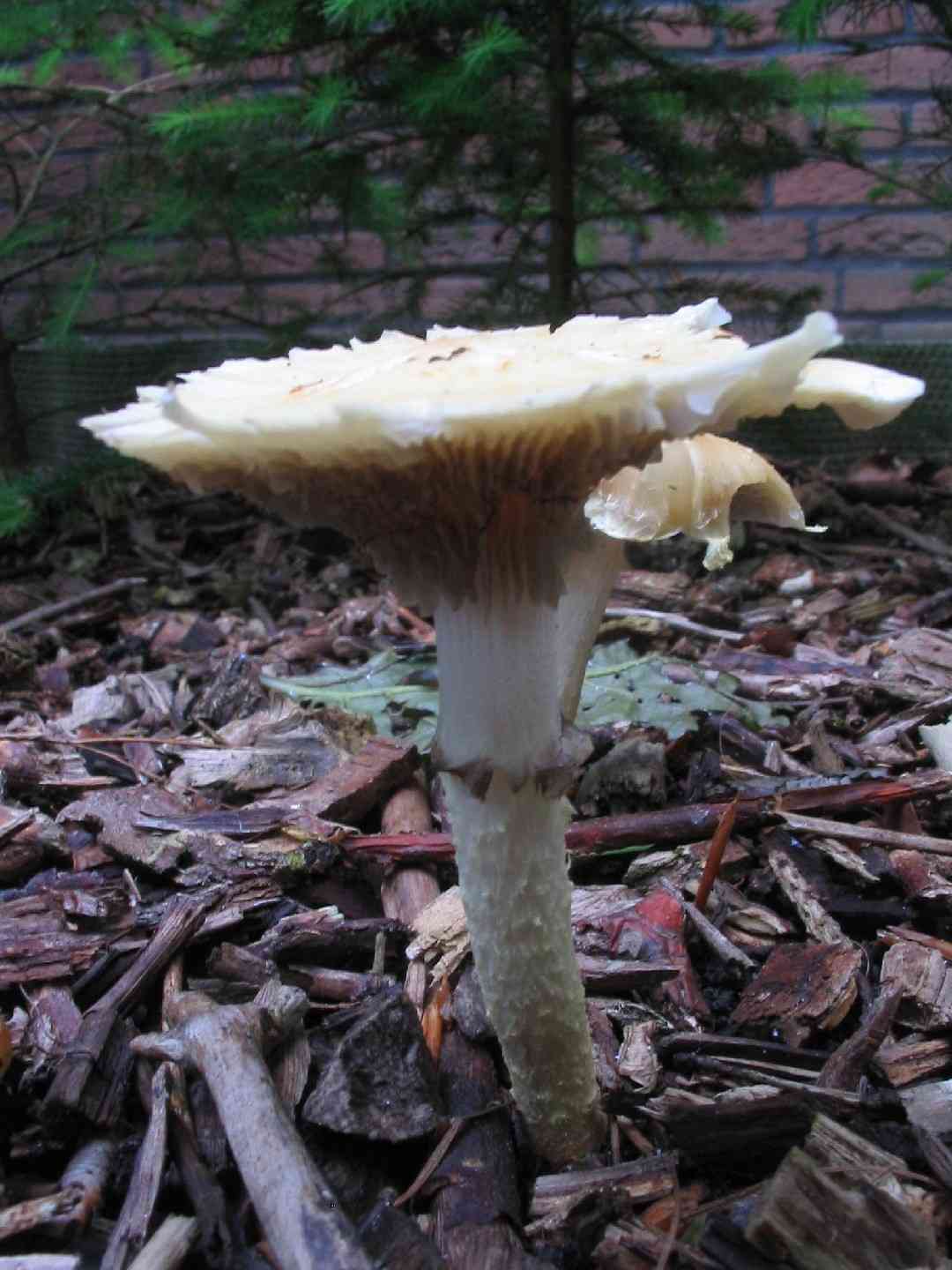 Spring fieldcap (Agrocybe praecox) thumbnail 2