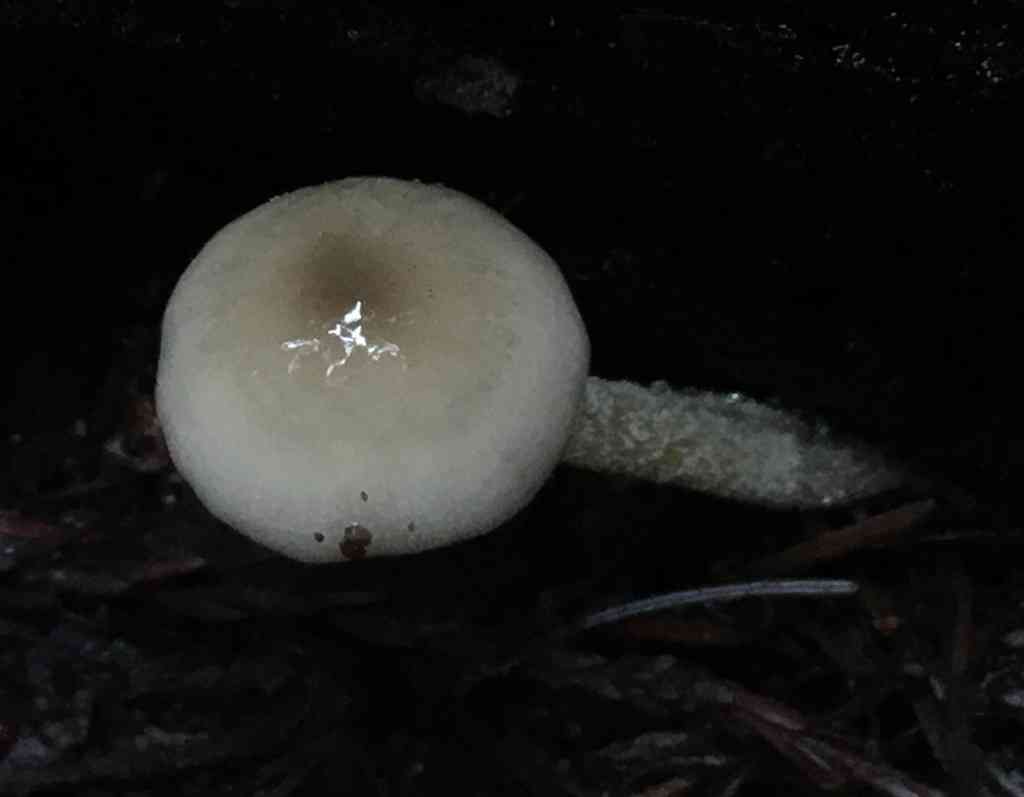 Netted fieldcap (Bolbitius reticulatus) thumbnail 3