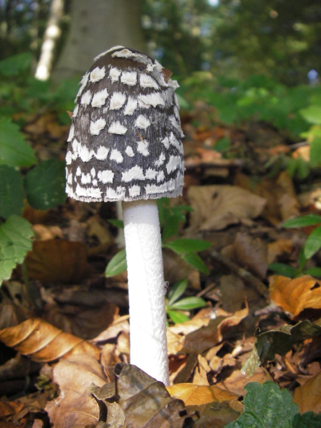 Magpie inkcap