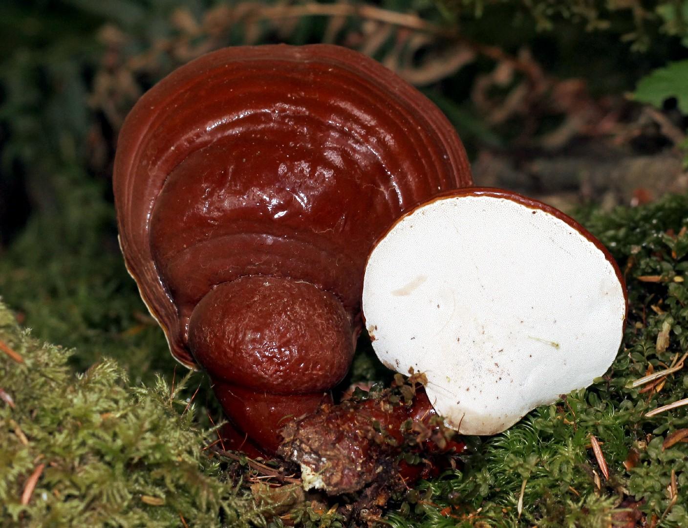 Western varnished conk