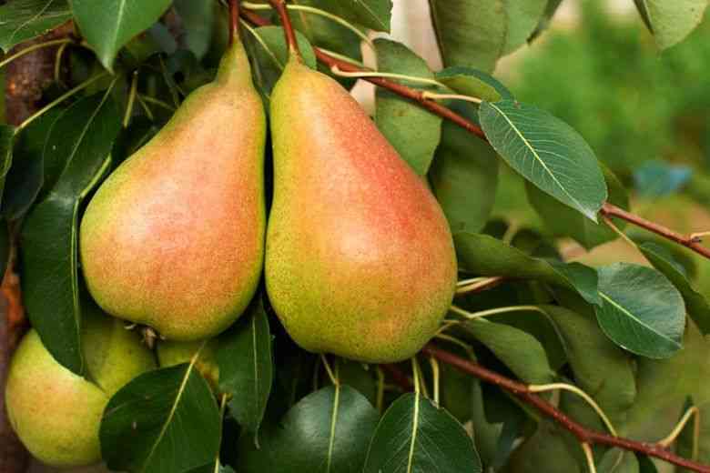 Common pear