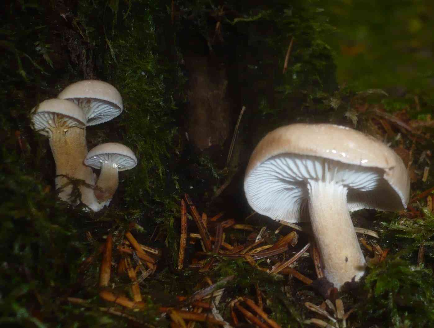 Sticky sawgill (Neolentinus adhaerens) thumbnail 1