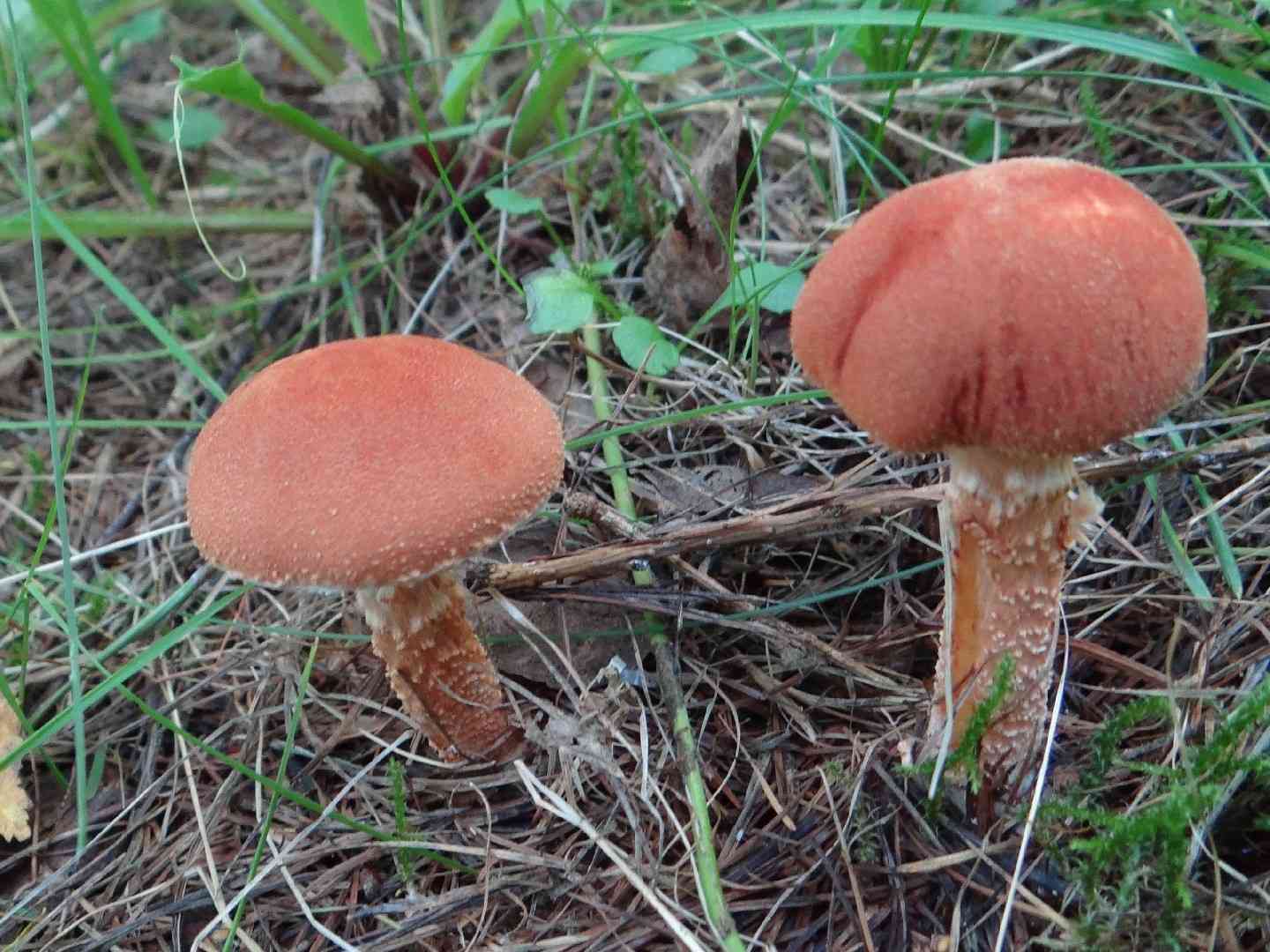 Cinnabar powdercap (Cystodermella cinnabarina) thumbnail 2