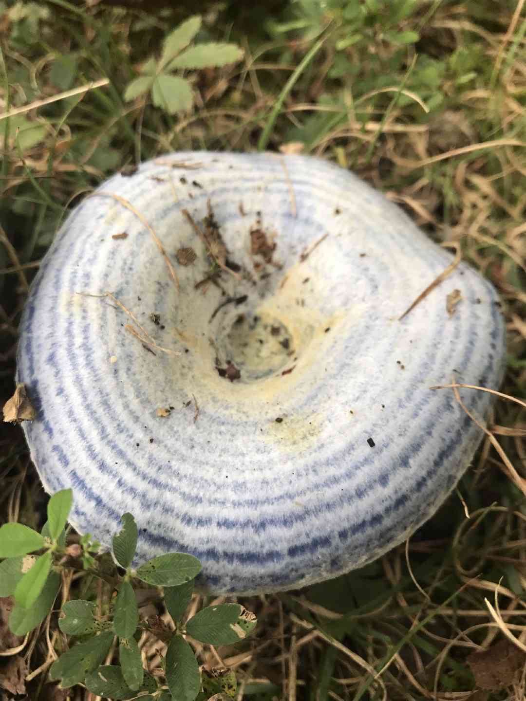 Indigo milk cap (Lactarius indigo) thumbnail 3