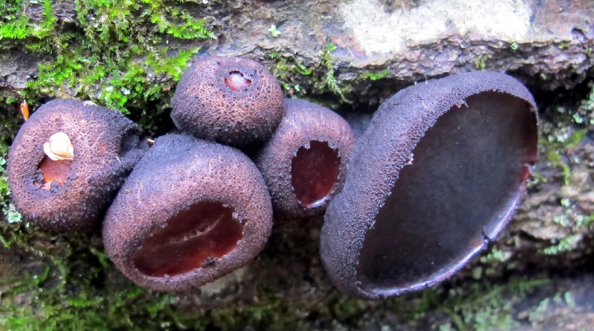 Black bulgar thumbnail 2