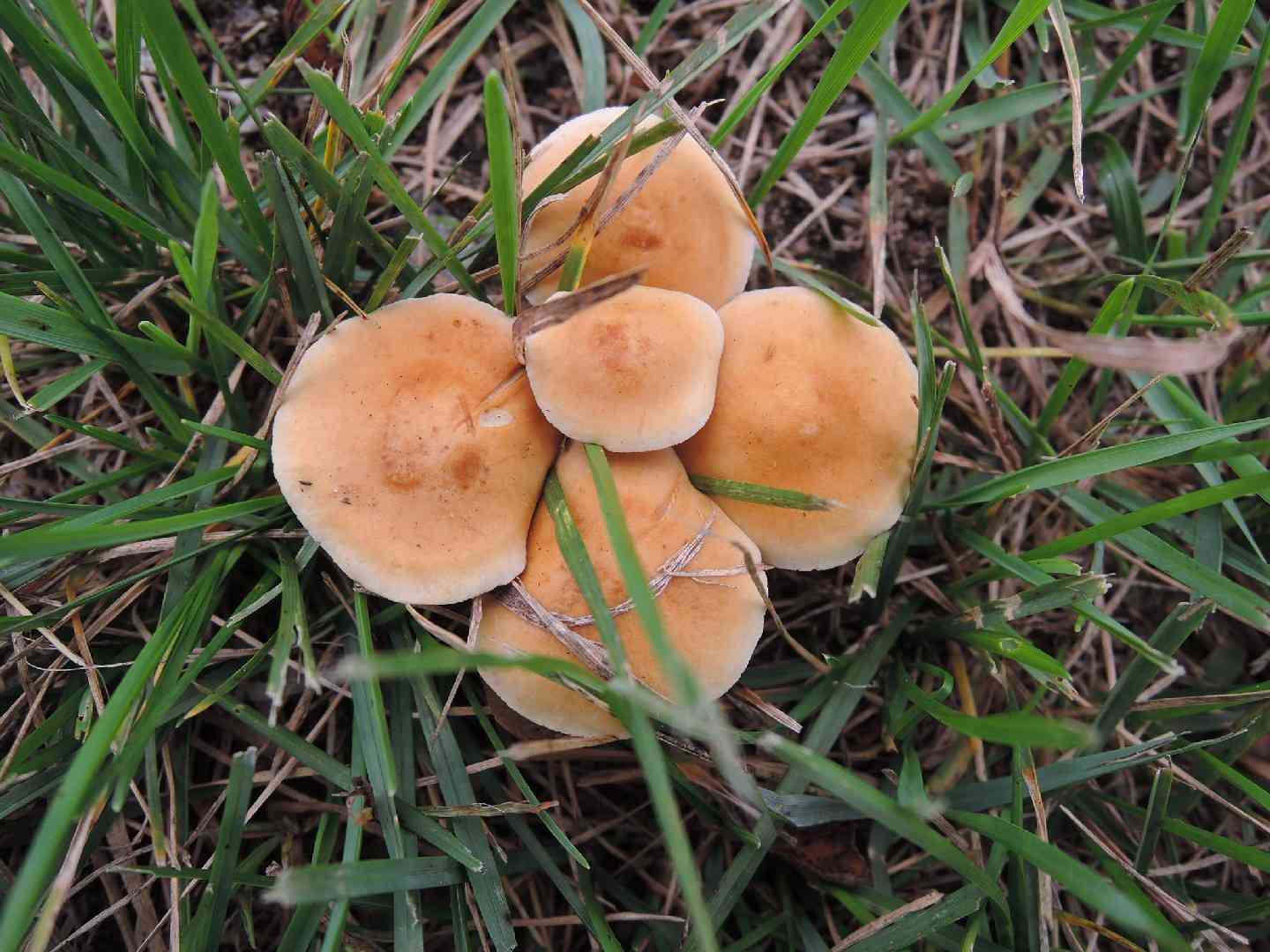 Agrocybe vervacti (Agrocybe vervacti) thumbnail 1
