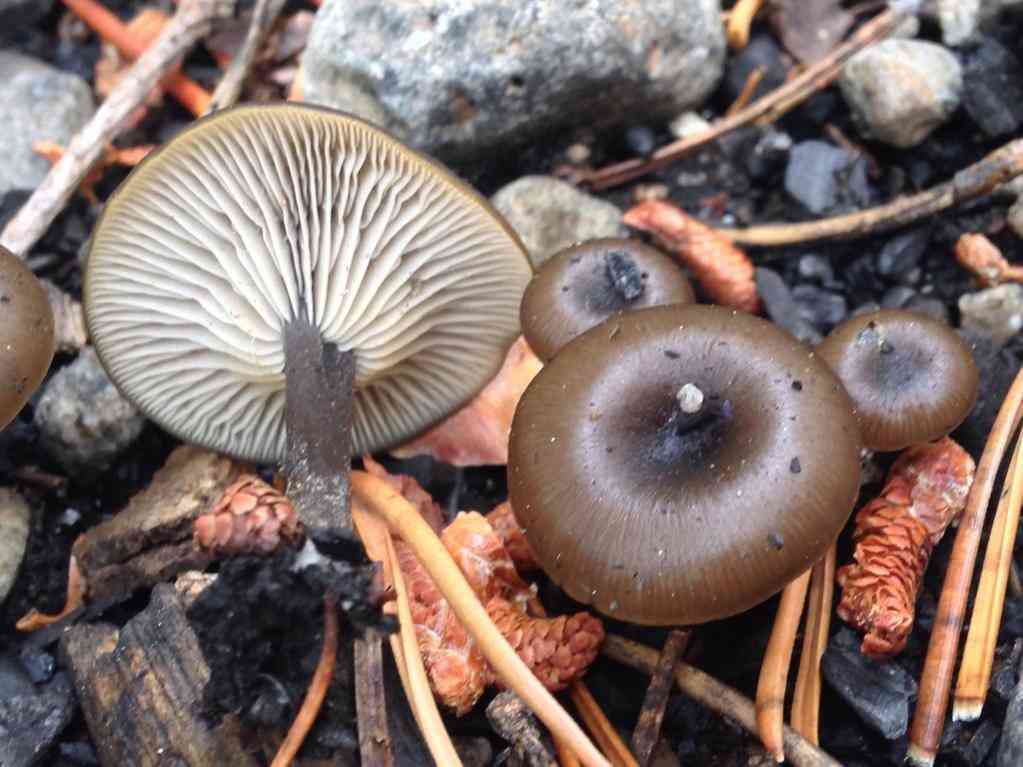 Myxomphalia maura (Myxomphalia maura) thumbnail 1