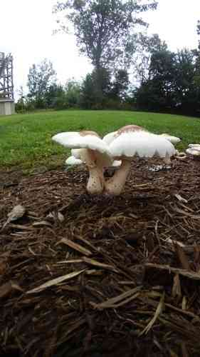 Reddening lepiota (Leucoagaricus americanus) thumbnail 3