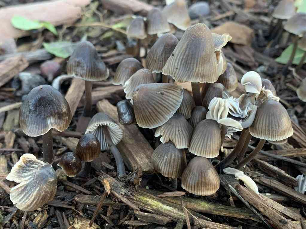Nitrous bonnet (Mycena leptocephala) thumbnail 2