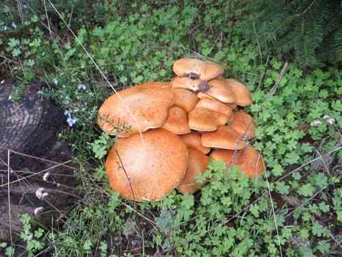 Jumbo gym (Gymnopilus ventricosus) thumbnail 2