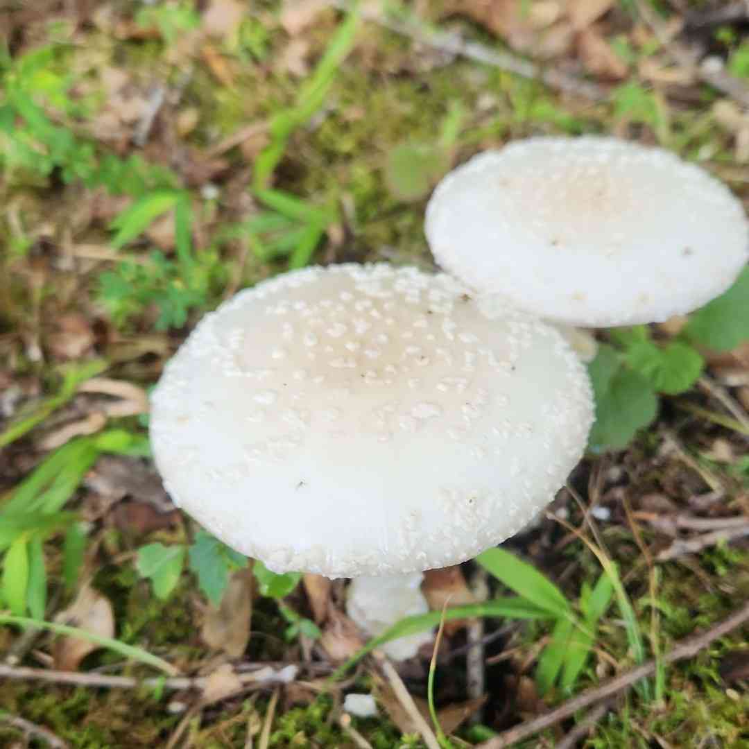 Small funnel-veil amanita (Amanita multisquamosa) thumbnail 1