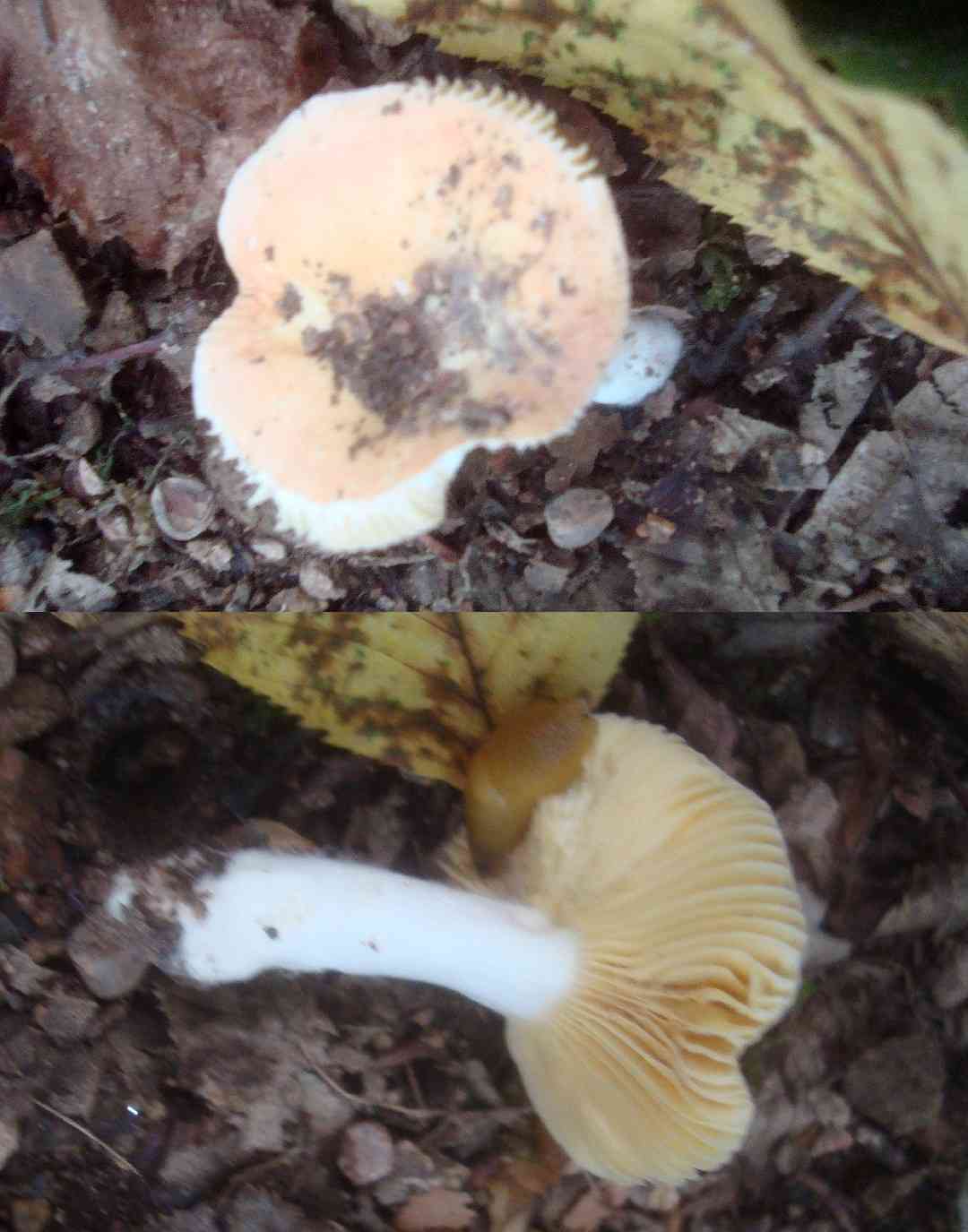 Golden brittlegill (Russula risigallina) thumbnail 3