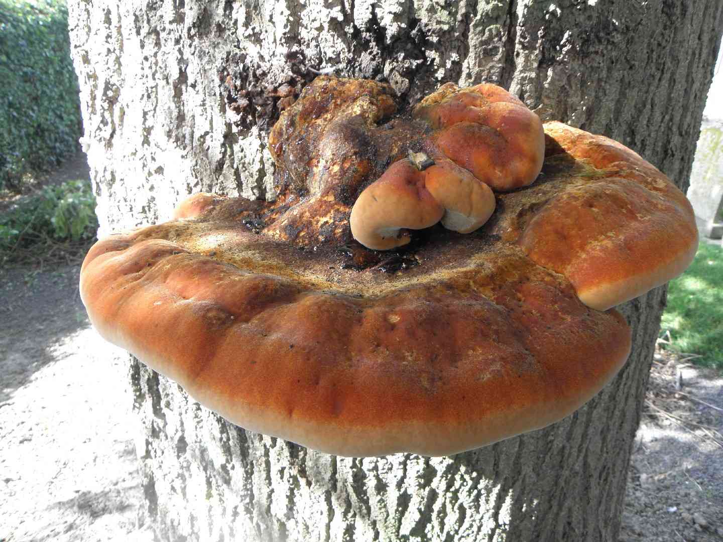 Shaggy bracket (Inonotus hispidus) thumbnail 2