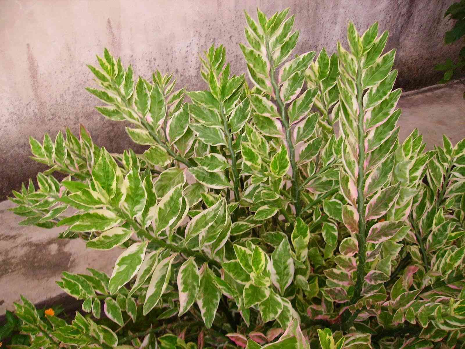 Euphorbia tithymaloides