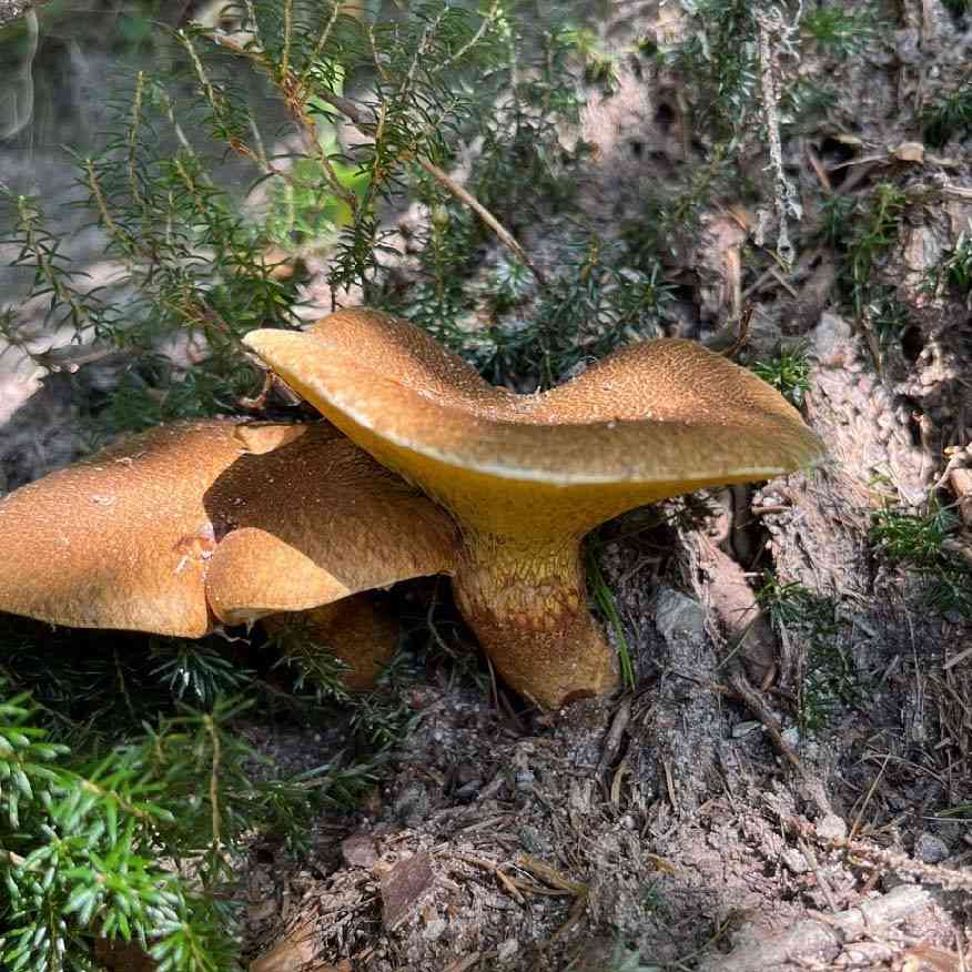 Hollow bolete