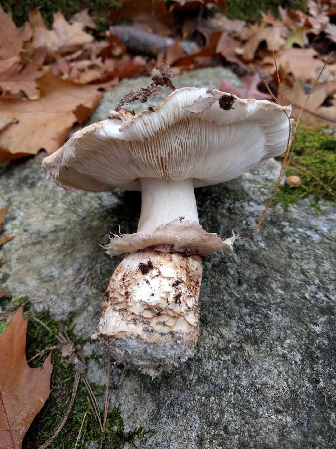 True booted knight (Tricholoma caligatum) thumbnail 2