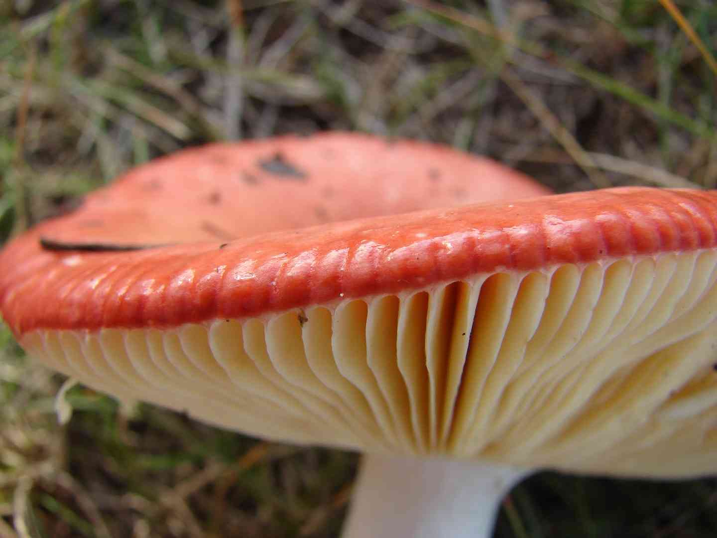 Russula laeta (Russula laeta) thumbnail 3
