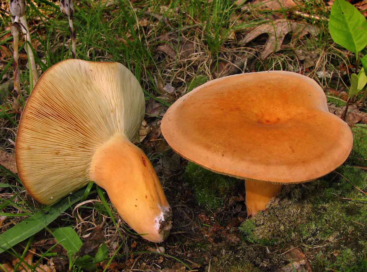 Weeping milk cap