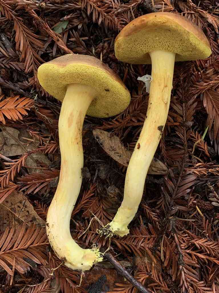 Rusty bolete (Boletus ferrugineus) thumbnail 2
