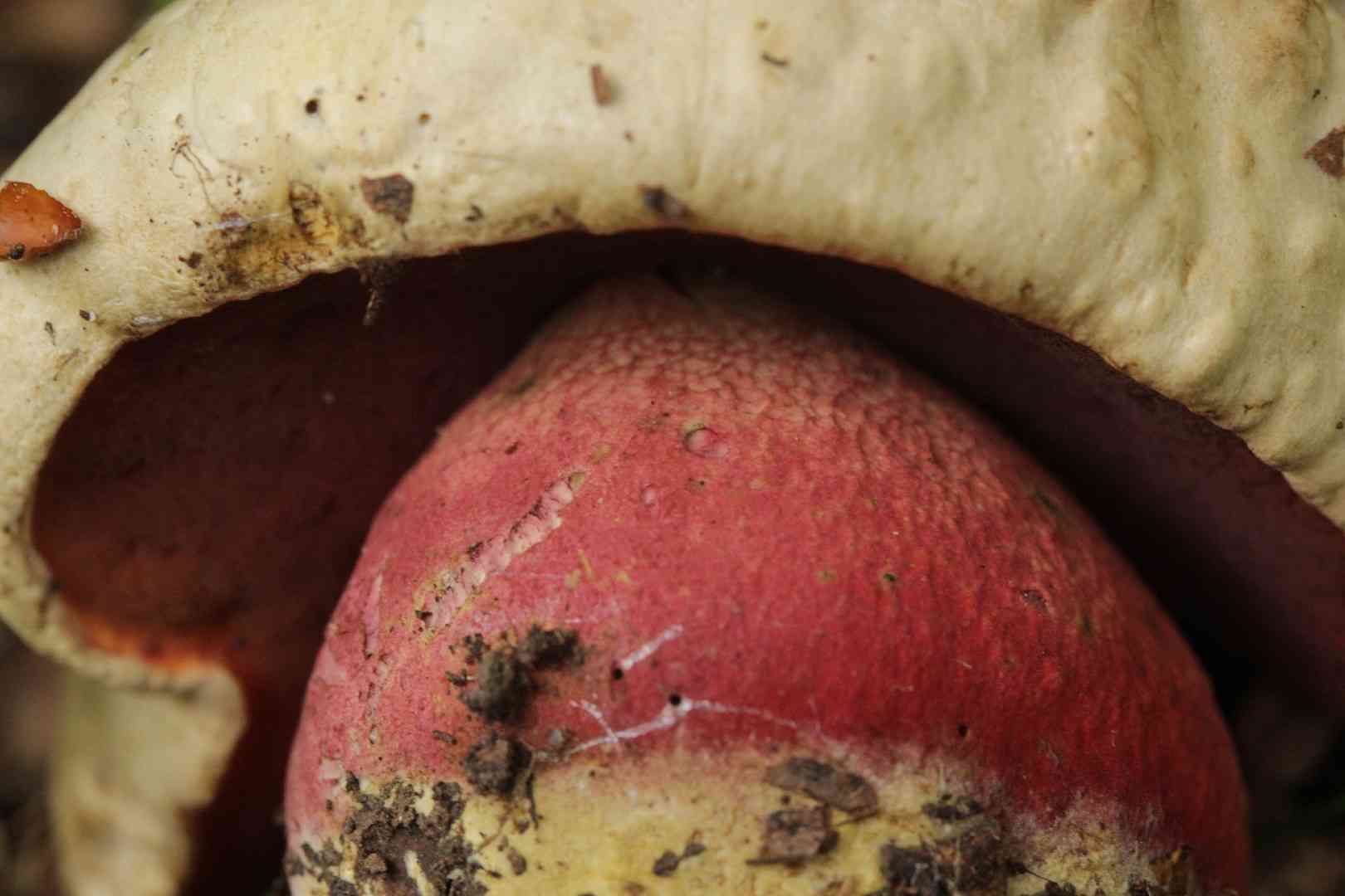 Satan's bolete (Rubroboletus satanas) thumbnail 3