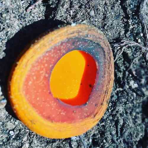 Spring orange peel fungus (Caloscypha fulgens) thumbnail 3